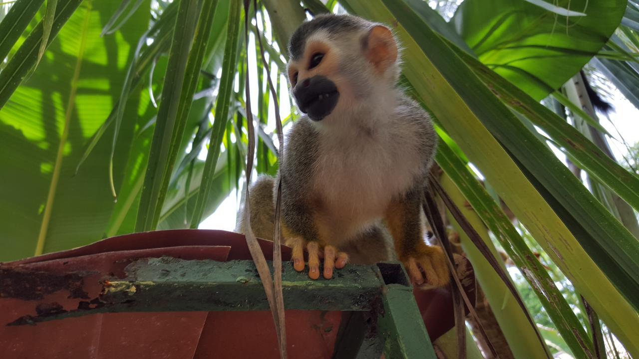 La Posada Jungle Hotel Мануель-Антоніо Екстер'єр фото